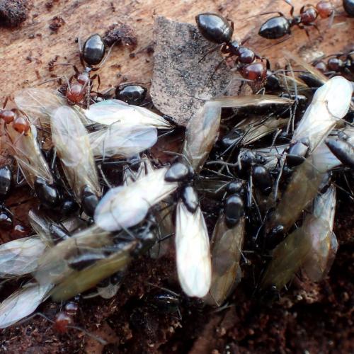 Camponotus lateralis